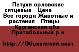Петухи орловские ситцевые › Цена ­ 1 000 - Все города Животные и растения » Птицы   . Курганская обл.,Притобольный р-н